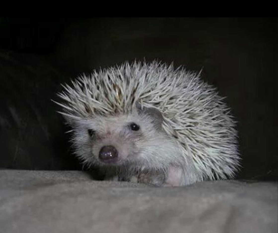 Aria, Donna's most friendly hedge hog