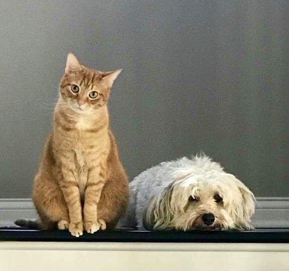 Buddies Cheeto the Cat and Tiki the Havanese