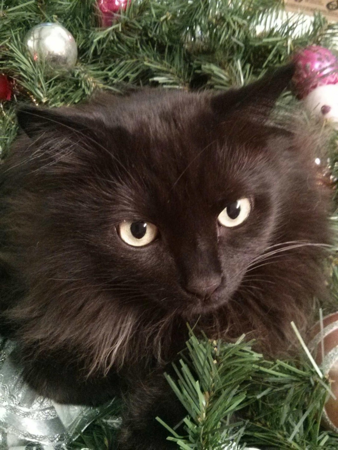 Suzy's long haired beautiful black cat named Clayton Suzy's long haired beautiful black cat named Clayton