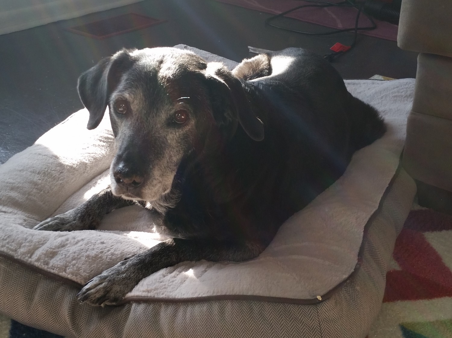 Maisie, Dr Bundy's black lab mix