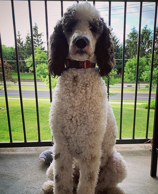 Rocky the poodle Rocky the poodle