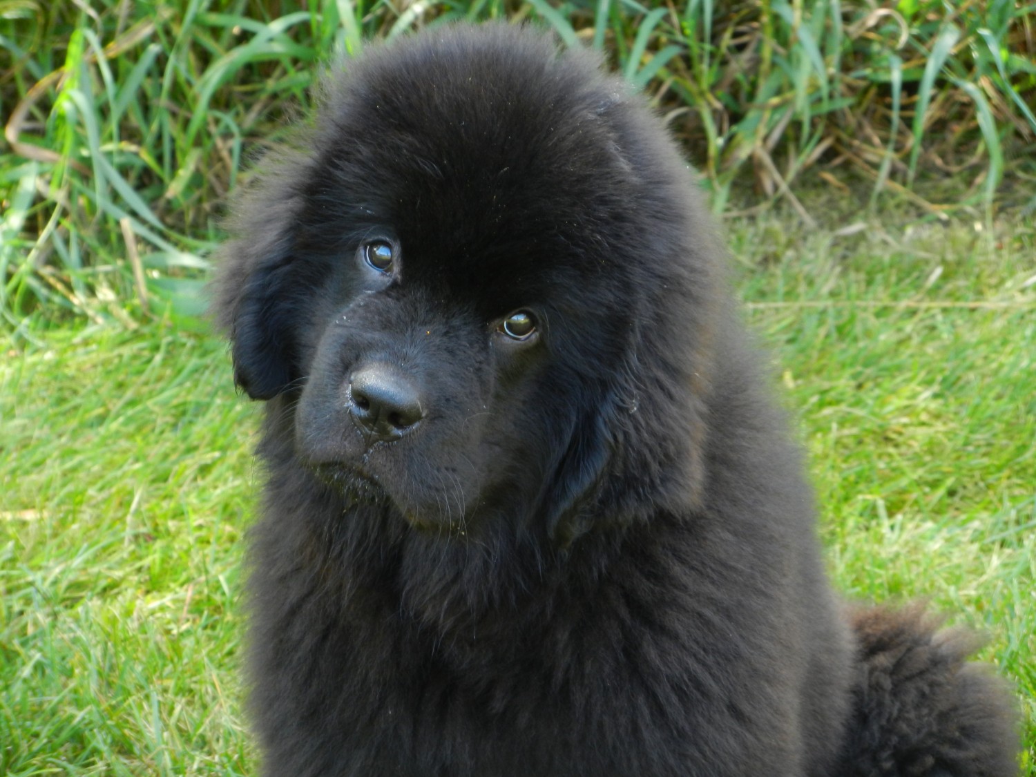 inquisitive Newfoundland pup, Barbie Lee inquisitive Newfoundland pup, Barbie Lee