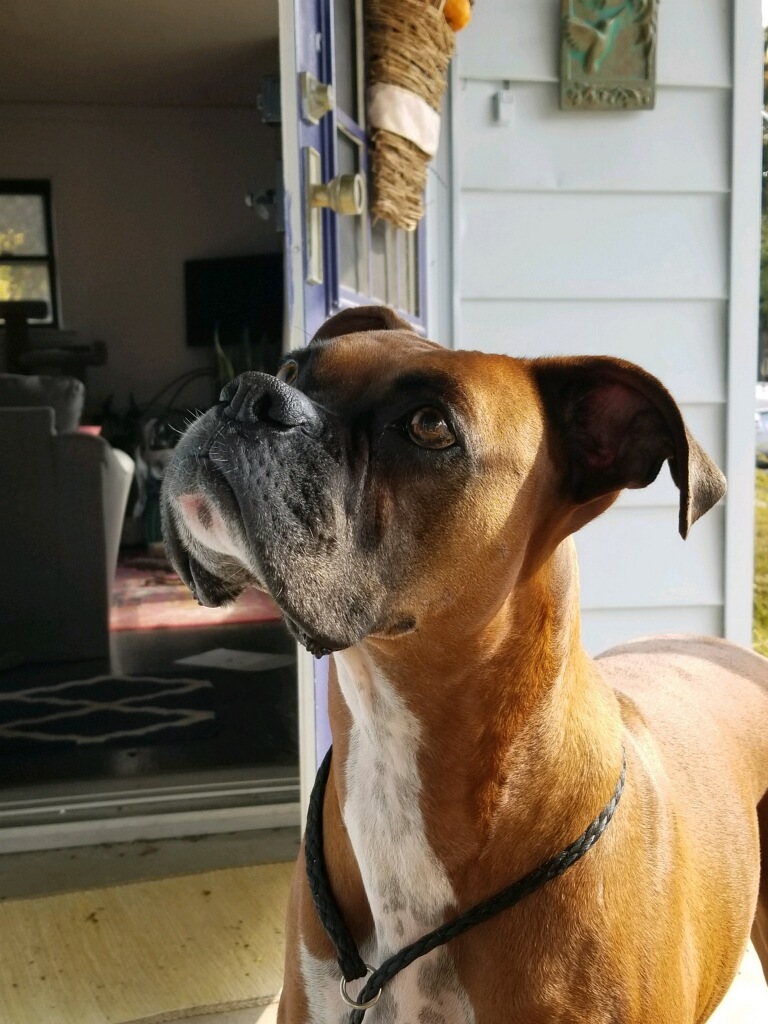 Achilles waiting for his treat