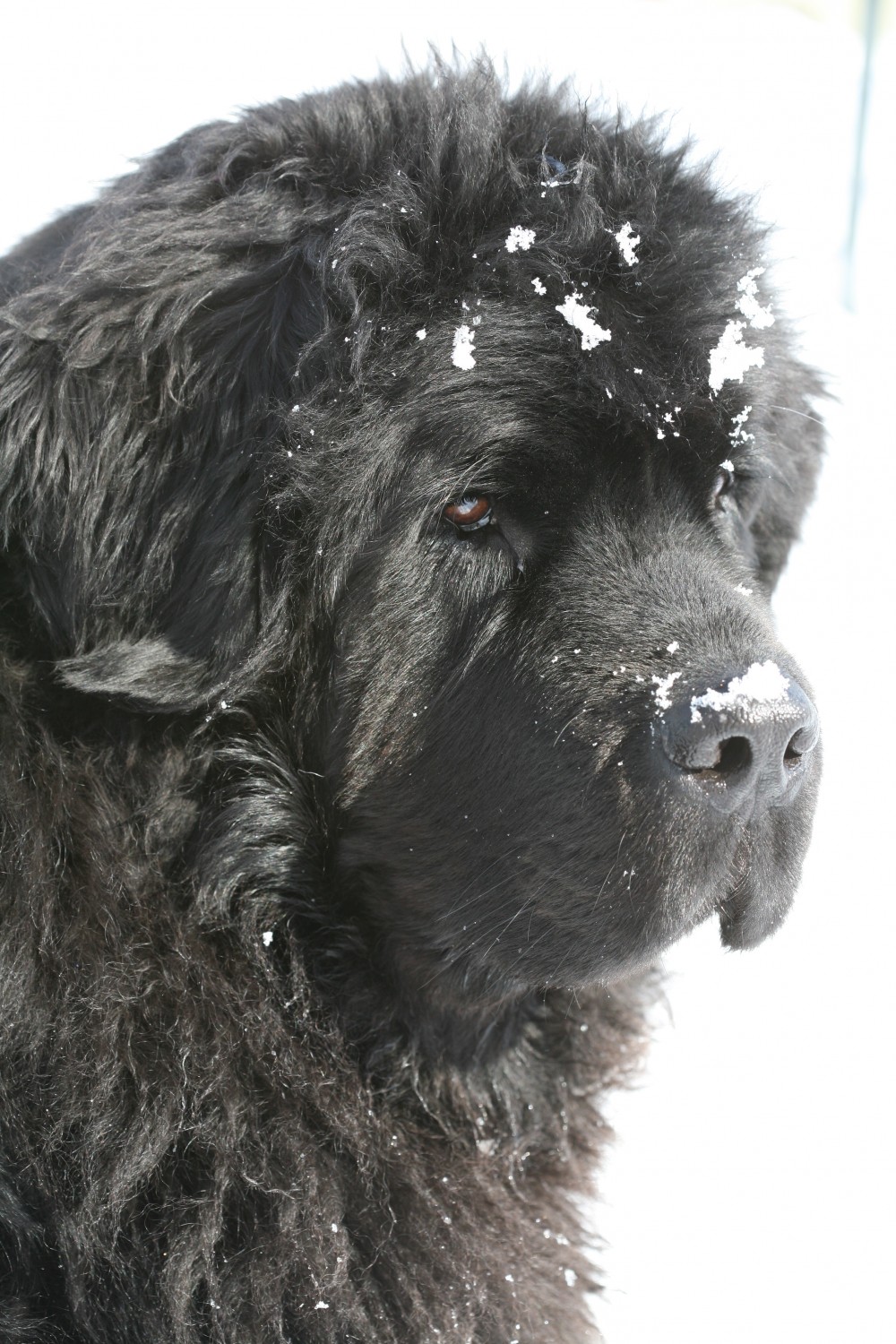 a close up of Jo, one of Virginia's Newfoundlands a close up of Jo, one of Virginia's Newfoundlands