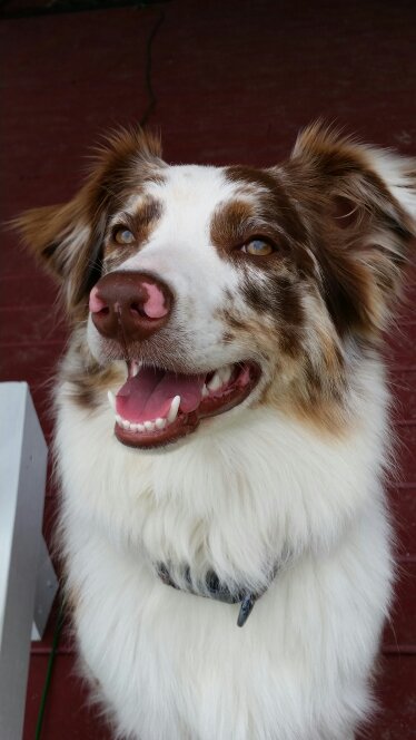 Brown and White Dog